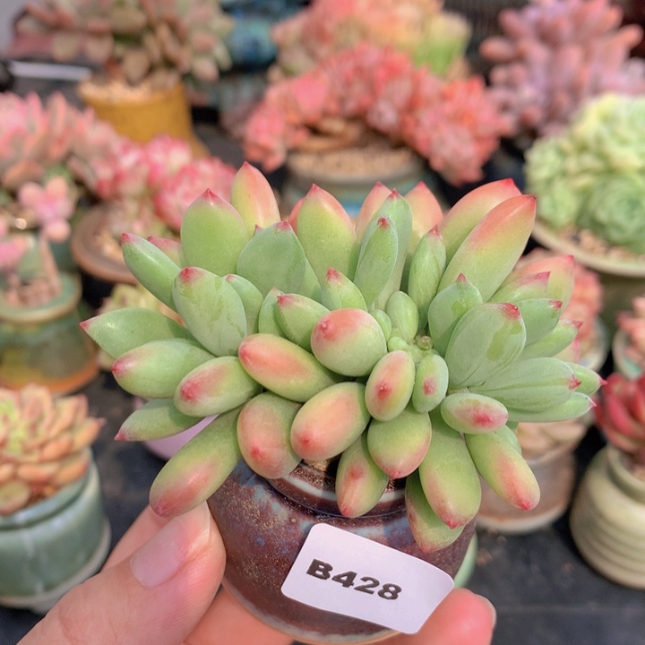 一物一拍含盆土满38包邮B428