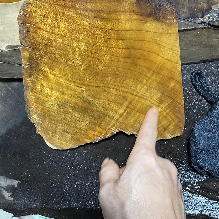 楠木金丝楠木小叶