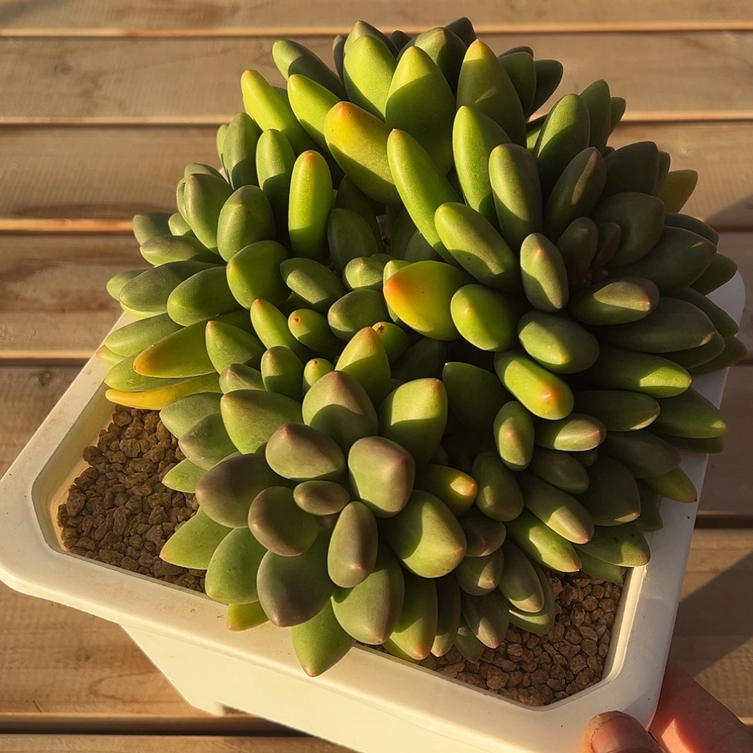 @***！多肉植物芒果奶系列