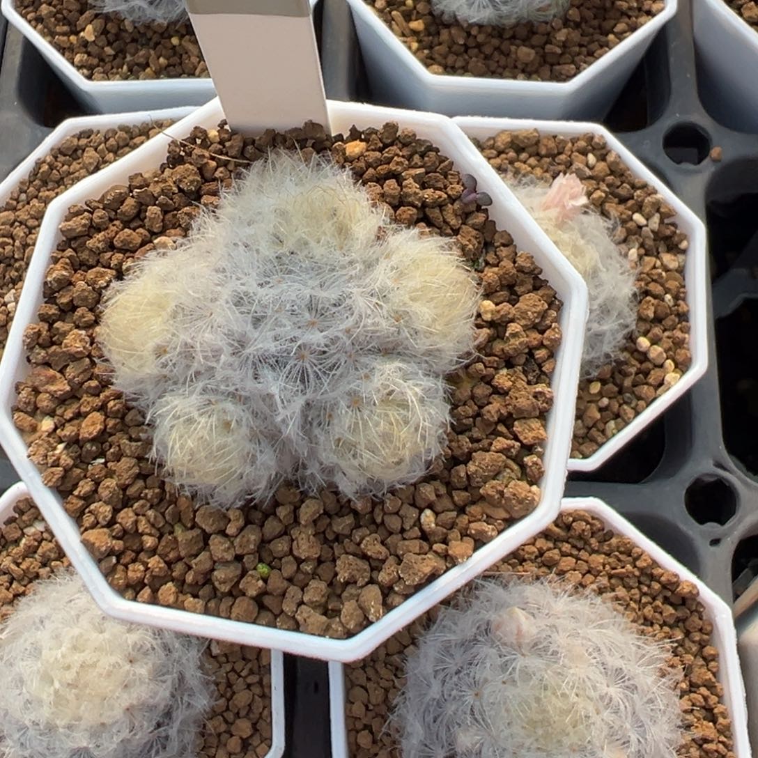 俞***洁羽毛白星多肉植物带盆土218