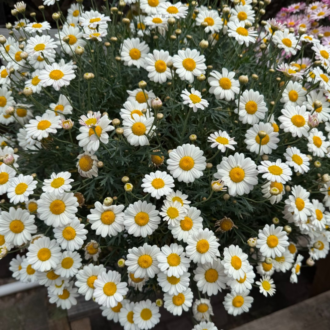 玛格丽特【白色】加仑盆装大冠幅多季花卉开花不断园林花清新小菊