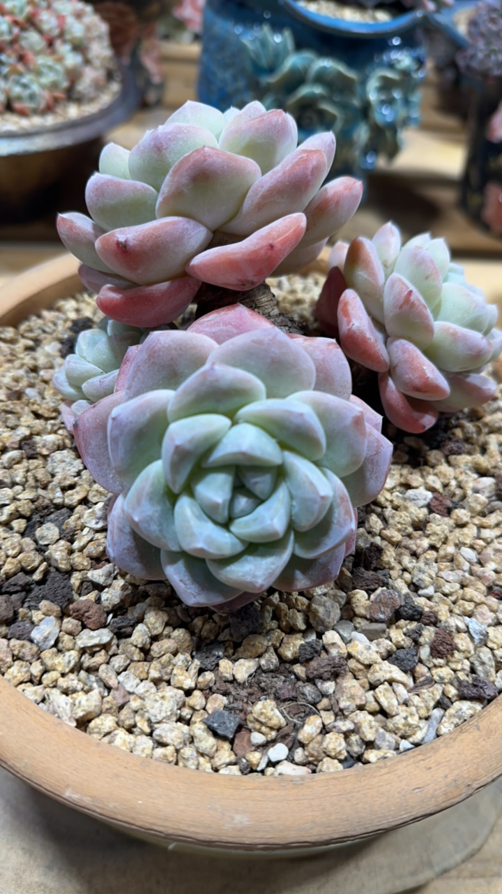 大粗腿冰玉专拍1