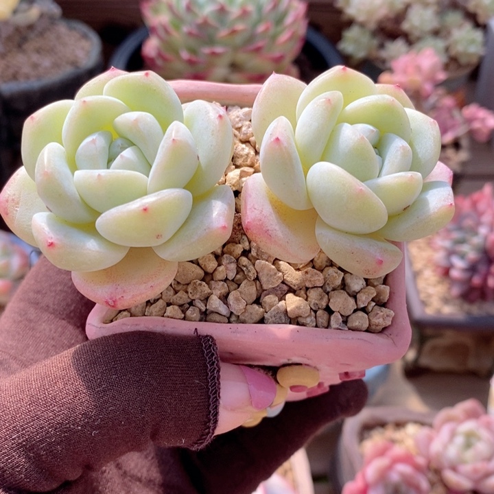 雪媚娘 韩货精品