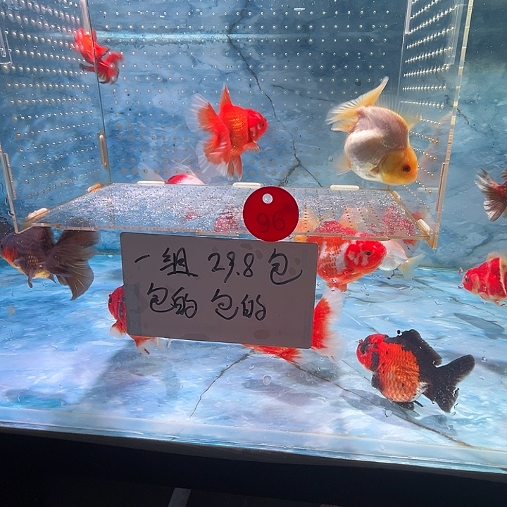 海水鱼短尾将军泰狮