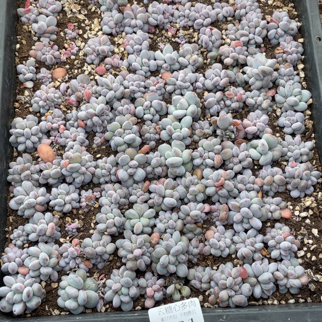 云糖心多肉植物131