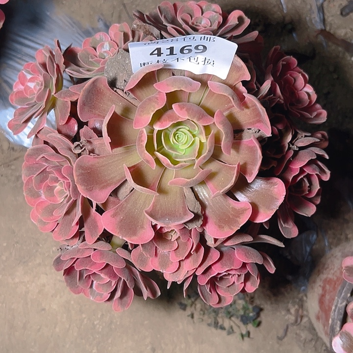 4169爱神多肉植物