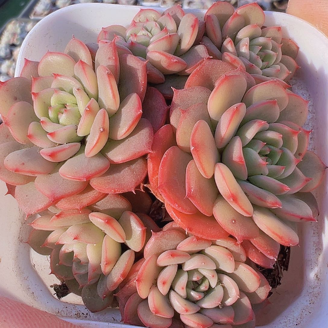 糖果宝贝19包邮多肉