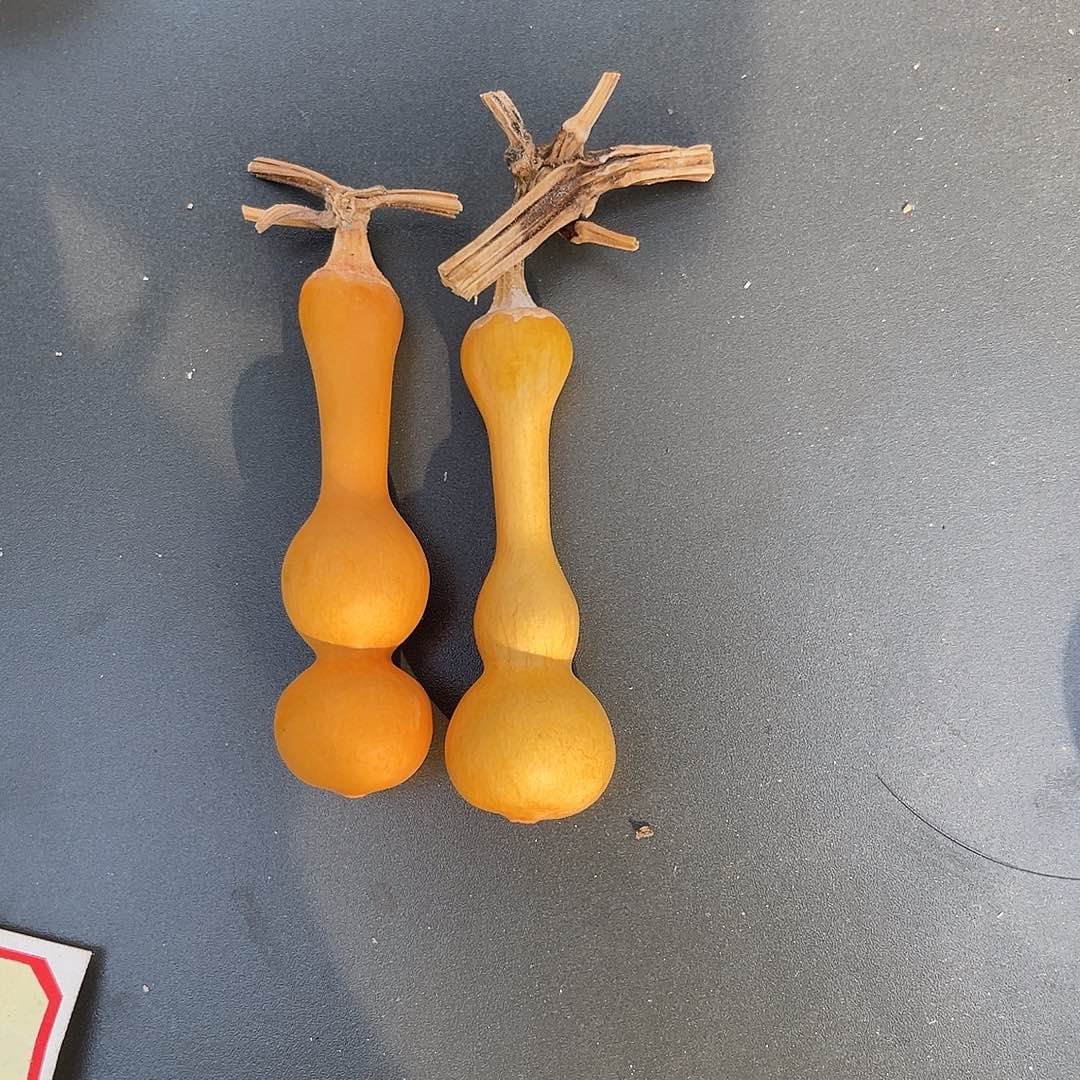 罗***特4008888888888888