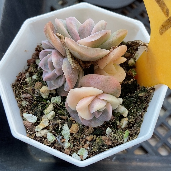 静***7多肉植物可爱玫瑰锦2108