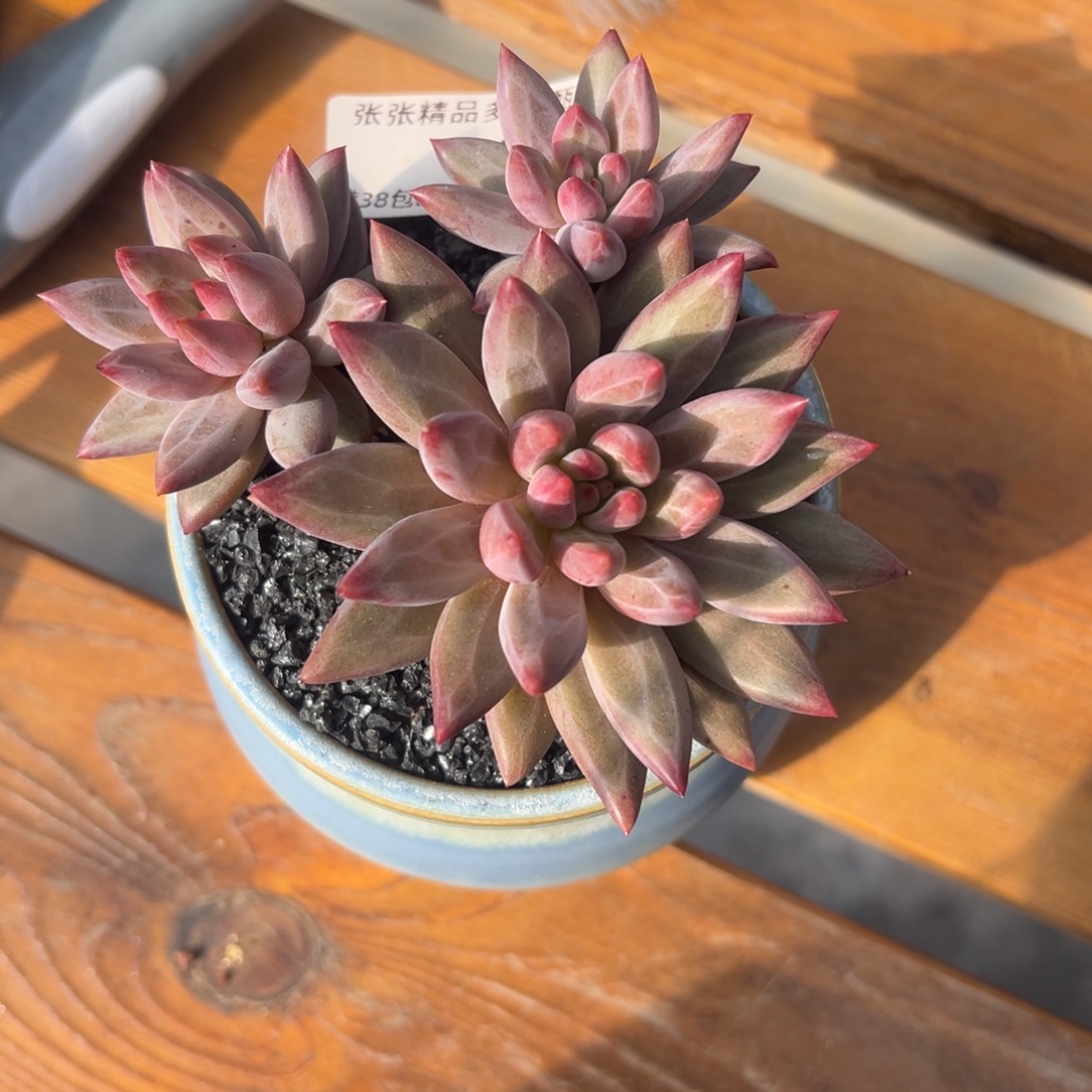 张张精品多肉甄选165