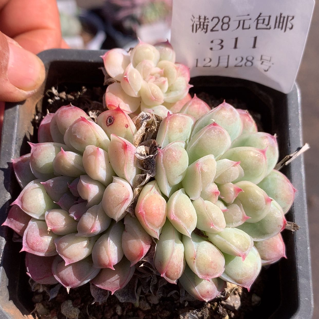 【闪购商品】云311号