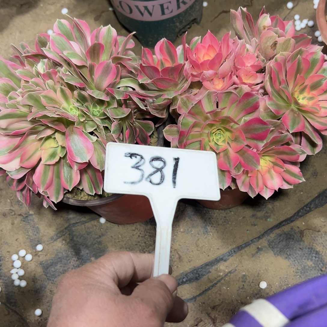 多肉植物组合2个系列381