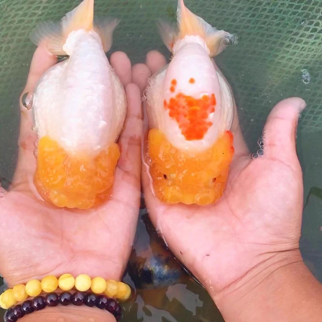 兰寿金鱼活体观赏鱼娃娃脸