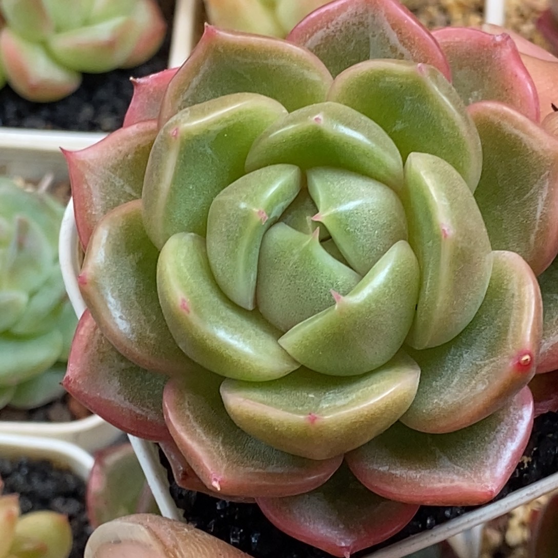 天官赐福百无禁忌