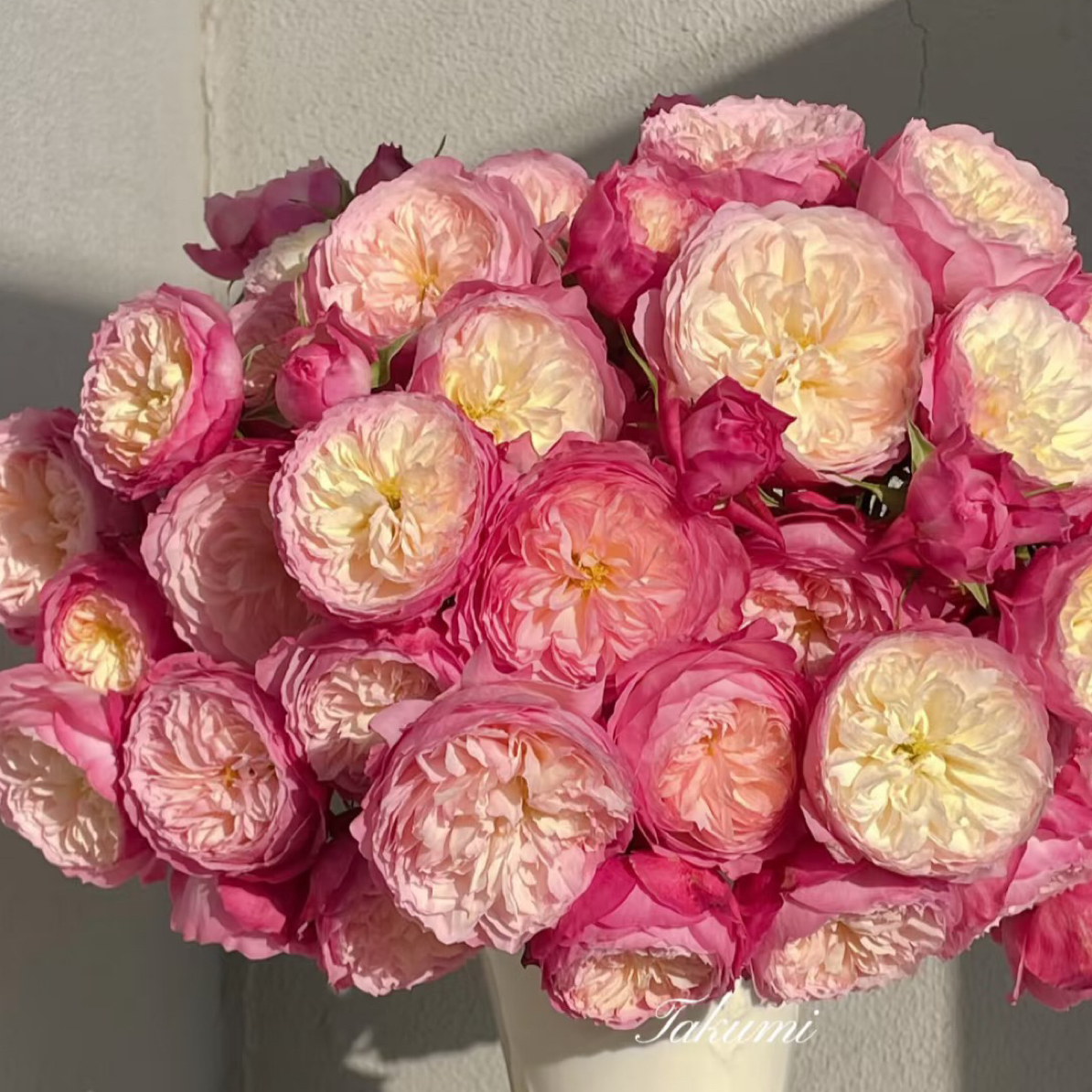 （德芮尔）单头康斯坦茨20支！三件顺丰空运20%不售后