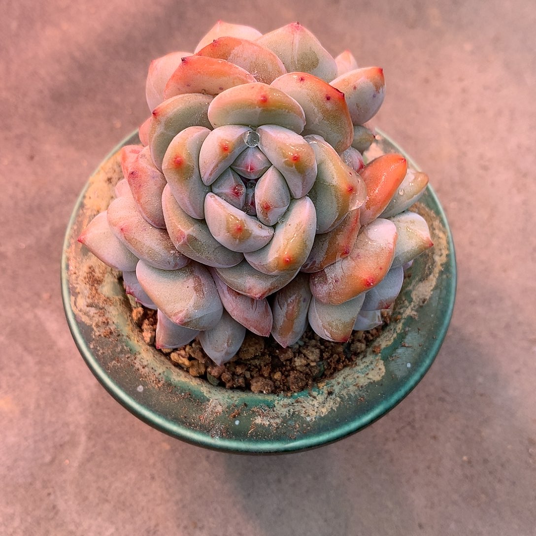 一物一拍，精控星影群老庄