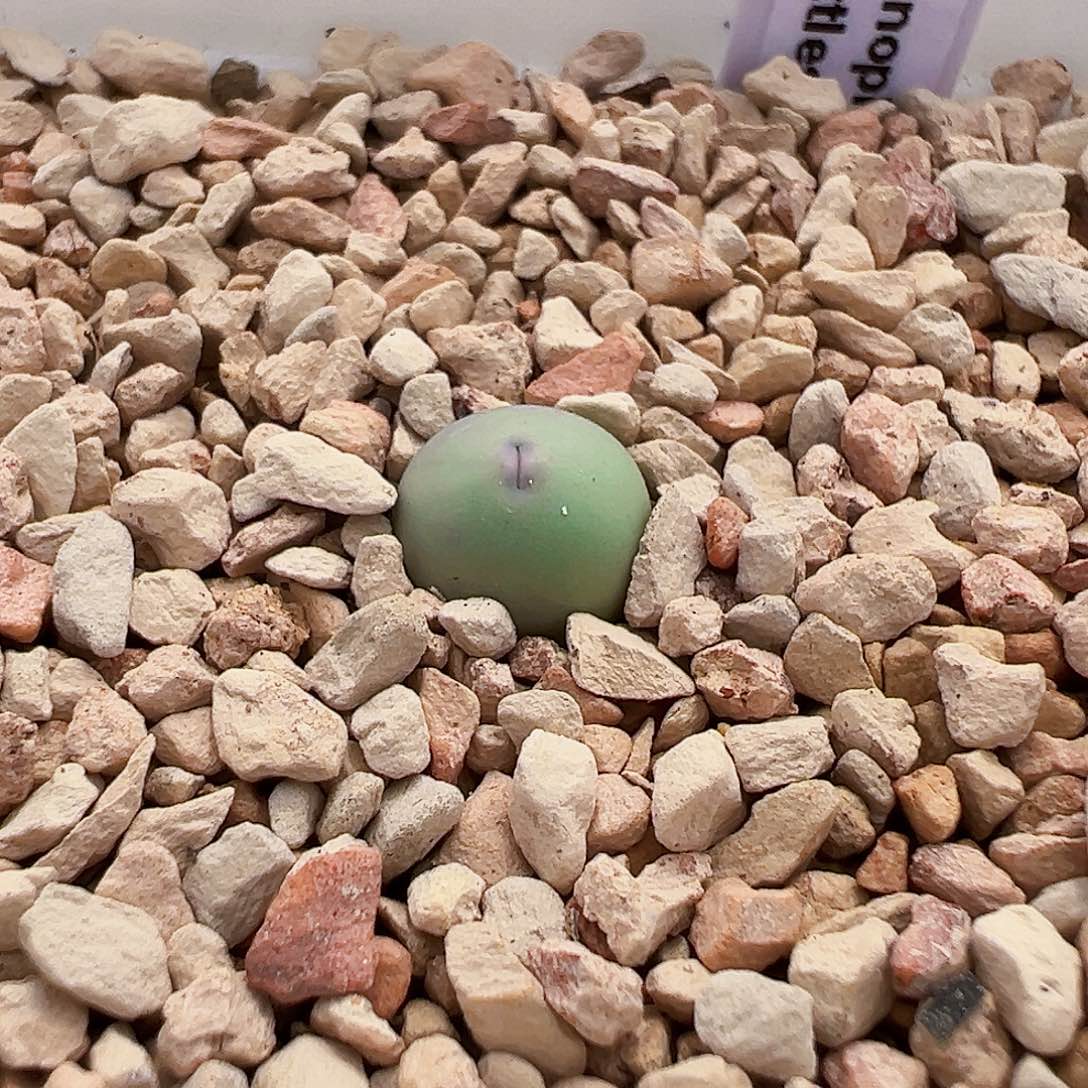 无花朵特选434嘟嘟嘴 2年苗