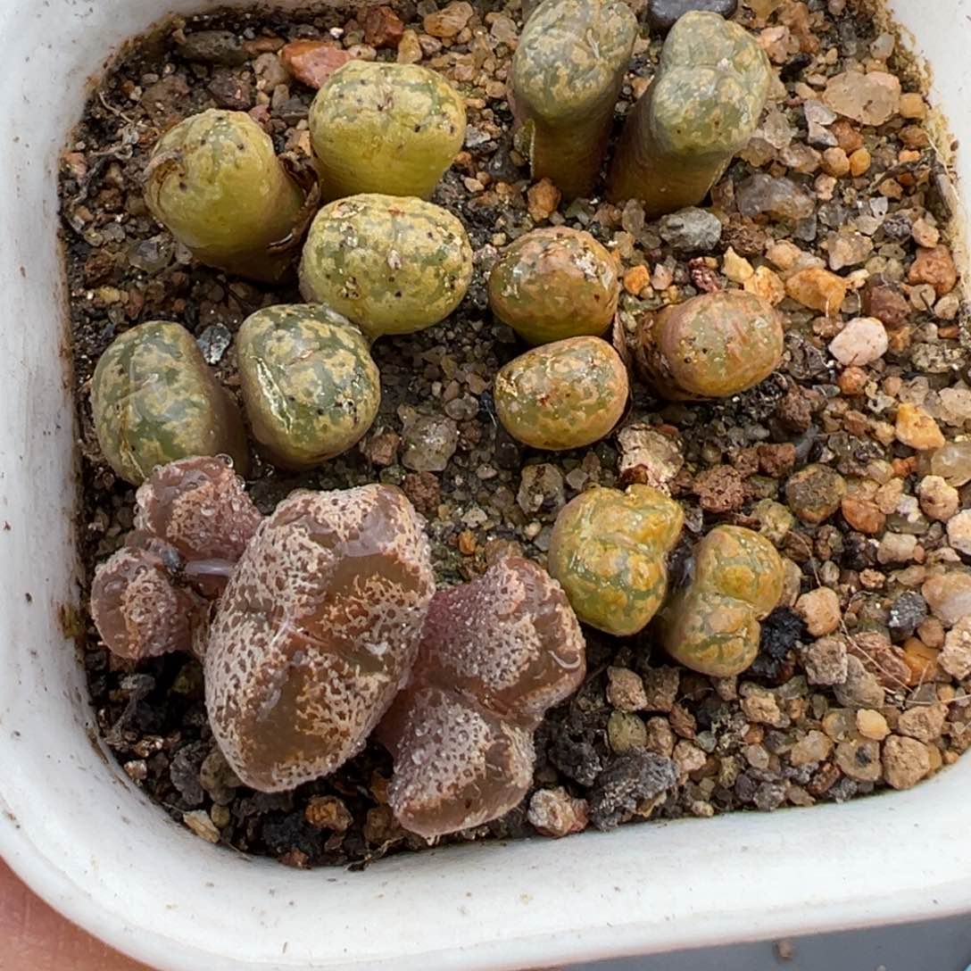 2.4好看的多肉490