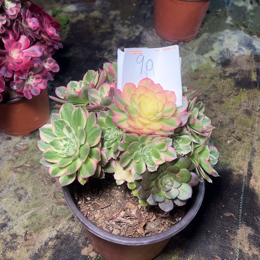 90多肉0000000000000