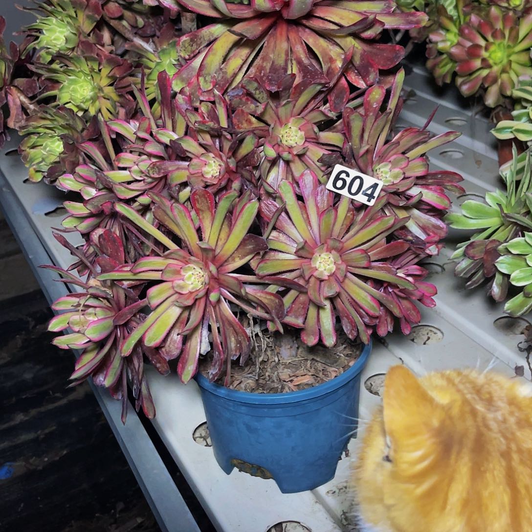 法师法师7/36包邮法师