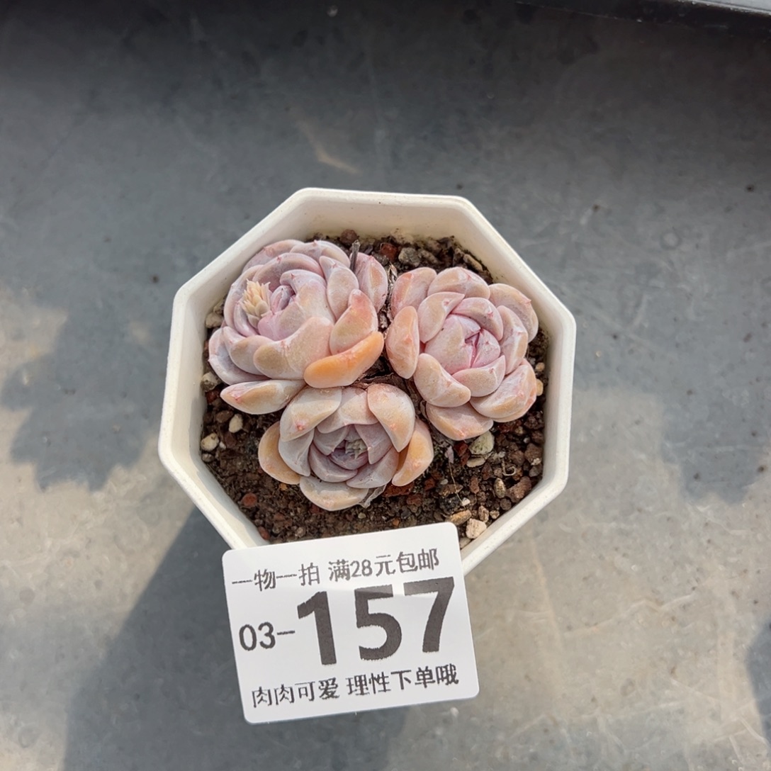 汉堡，多肉多肉多肉多肉