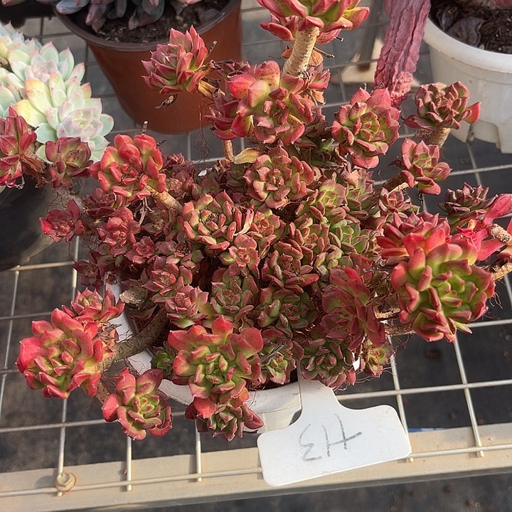 两单包邮，一物一拍13小灯笼