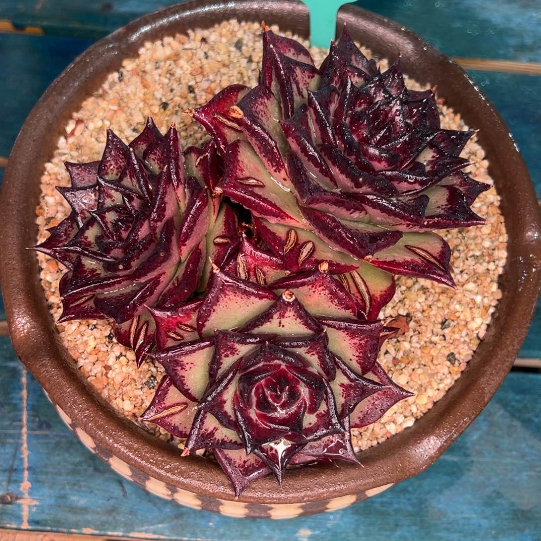 从前慢多肉精选编号0115.203