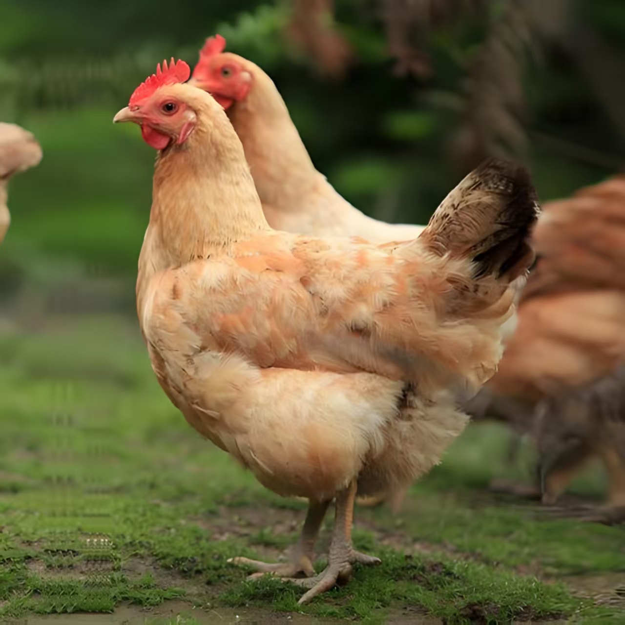 【仔母鸡】3只毛重7斤 150天皖南高山散养土鸡 跑山鸡  