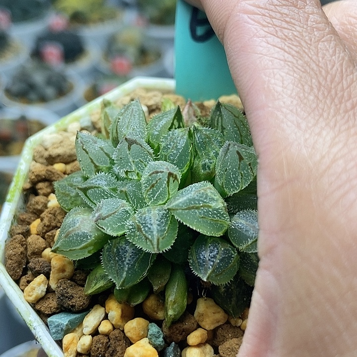 丑***鸭冰葵88888888888888