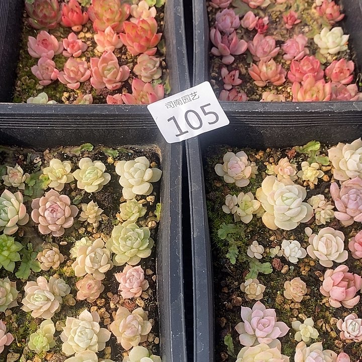 105多肉植物盆栽花卉