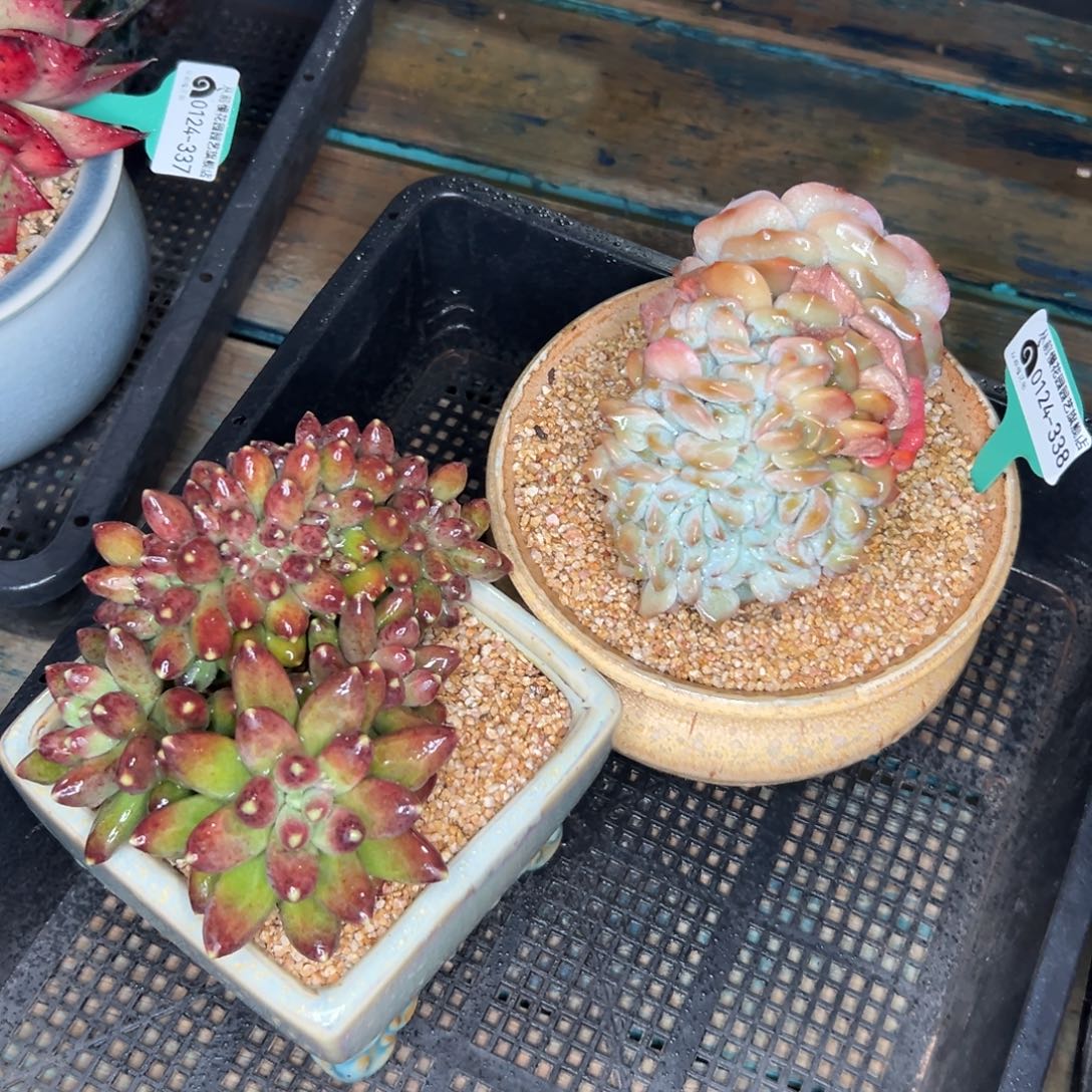 多肉一物一拍-0124-338