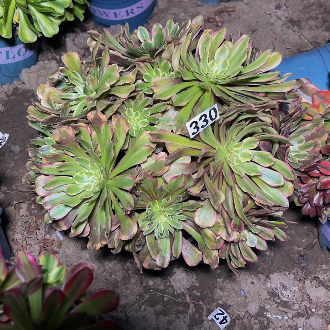 粉袋法师13/-39包邮法师