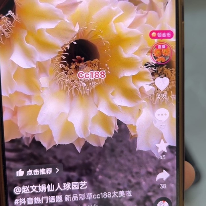 仙人球无根侧芽歪cc188