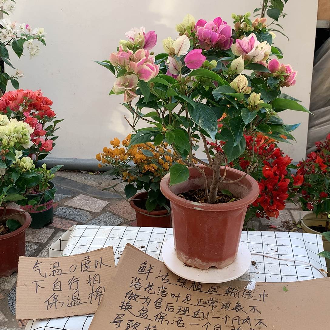 完全开放漳红樱三角梅