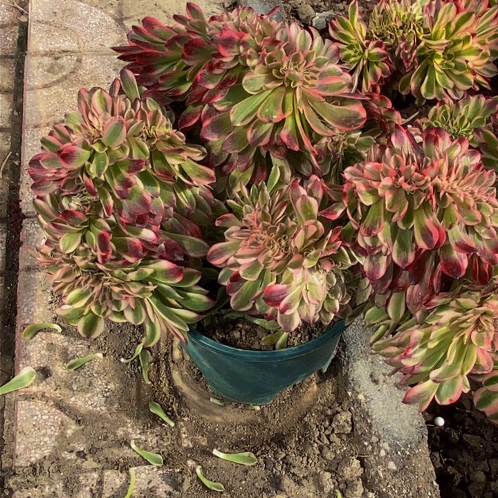 瑀*30-1花花花花花花花花