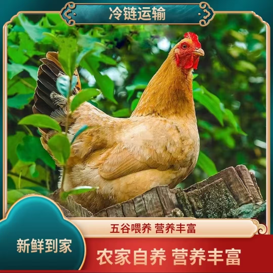 【姐妹】放养黄油老母鸡 3只净重7.5-8斤 带内脏