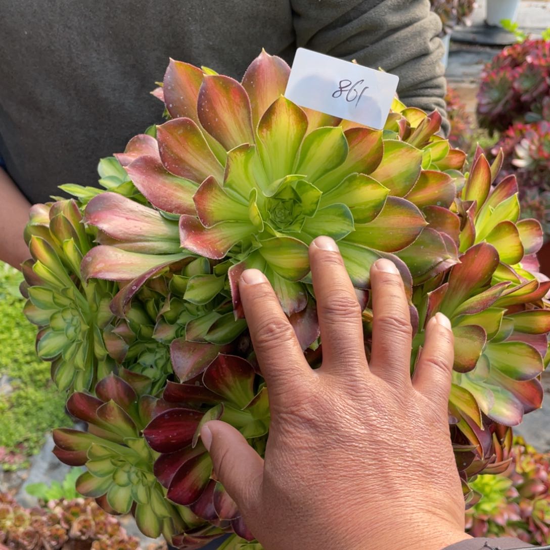 老五多肉861111111