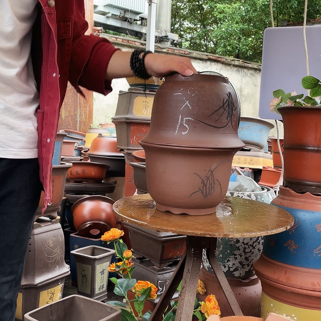 21+21平角金钟花盆花盆