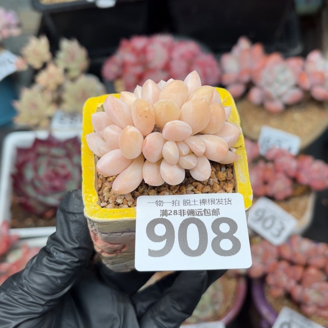 阮玲玉整群无盆土发货