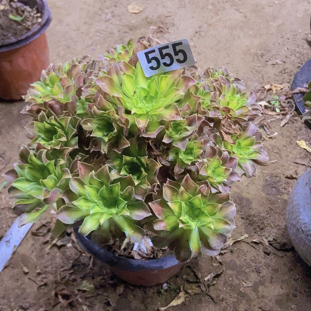 555韶华老庄手捧朵朵特价