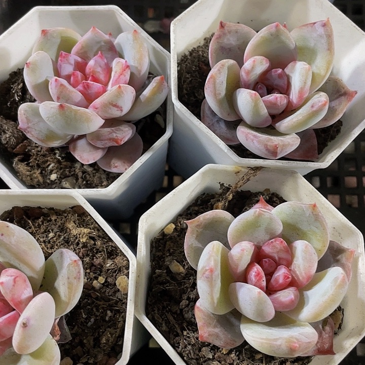 八角盆糖心雪天使