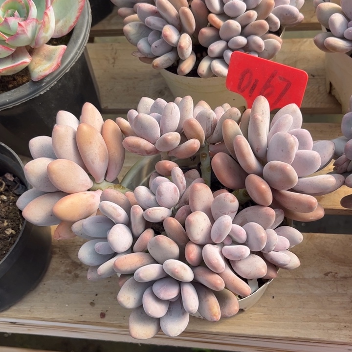 桃美人多肉植物0167