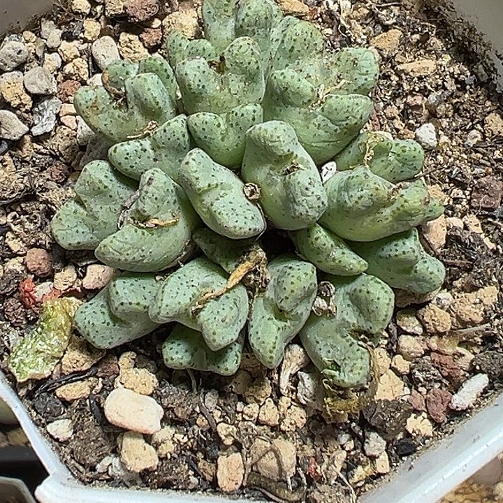 252号斑马多肉植物
