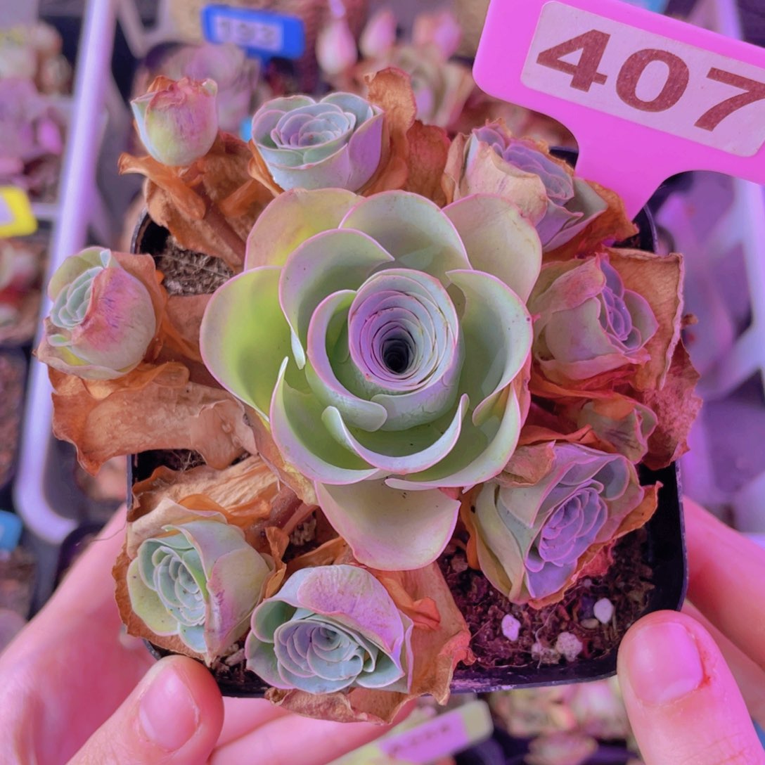 单品一物一拍407号山地玫瑰