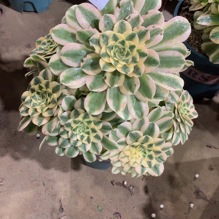 155迈巴赫多肉植物