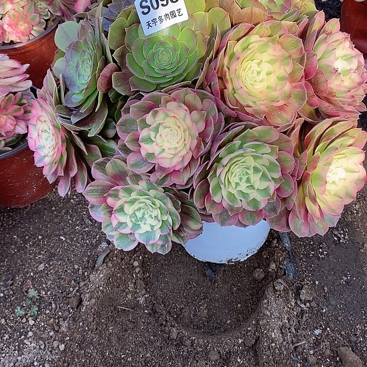 多肉植物阴阳098多肉