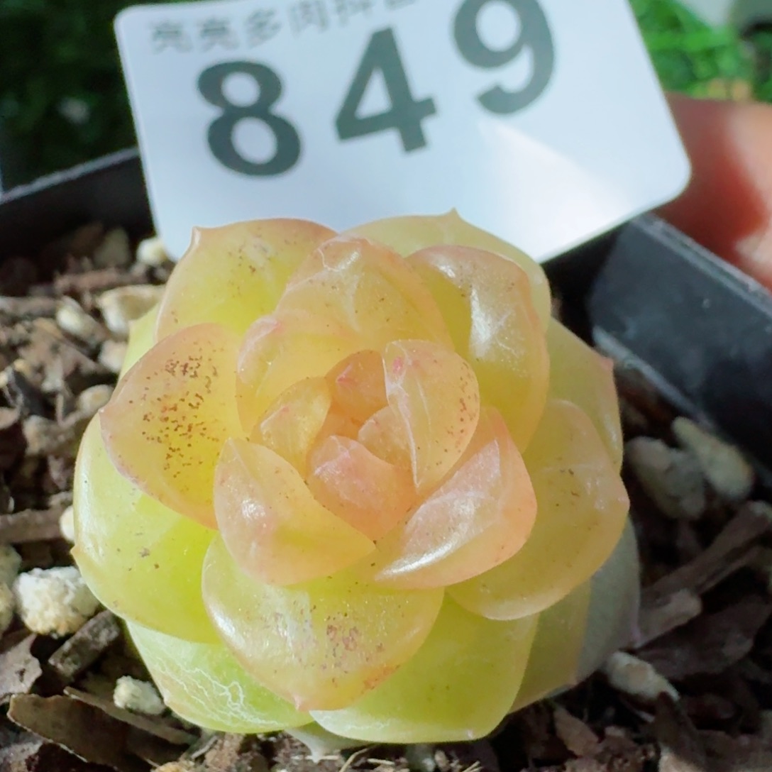 净水珍妮         精品多肉