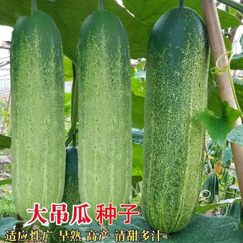 广东大青吊瓜种子花青黄瓜种籽青瓜高产抗病春夏秋季种植蔬菜种籽