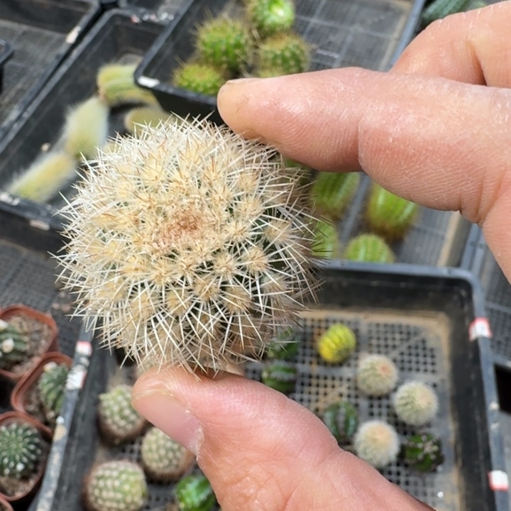 209史蒂夫歪3公分左右无根侧牙，20包邮