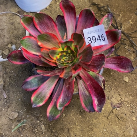 红魔女多肉植物3946